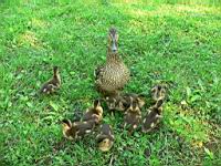 Canard Colvert et caneton (Photo F. Mrugala) (5)